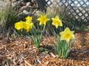 Daffodils