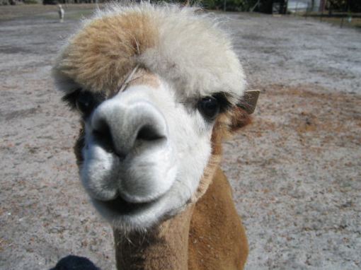 Picasso, an alpaca at Chudacud winery