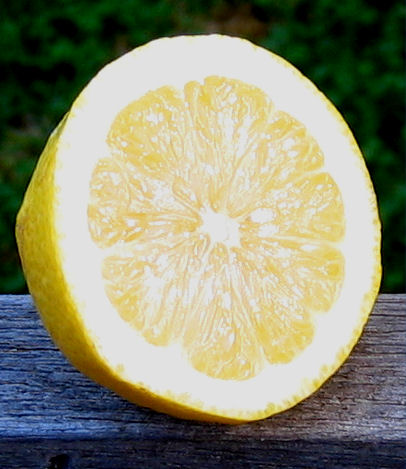 Lemon cut within 5 minutes of picking