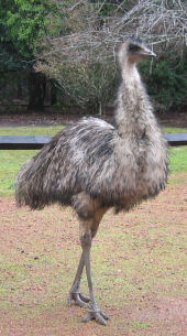 Emu strolling along the main street of Donnelly River