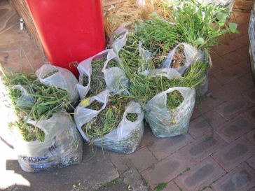 Some of the 15 bags of weeds