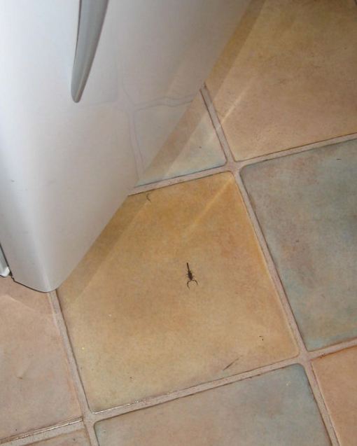Scorpion on the kitchen floor