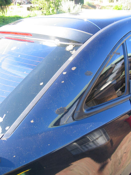 Bits of cow dung over car