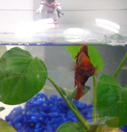 A fish called Rhonda