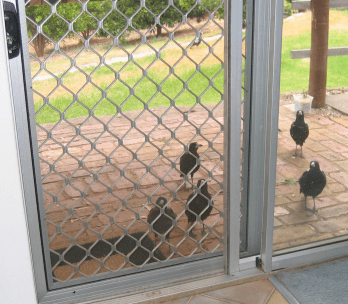 Waiting for their food source