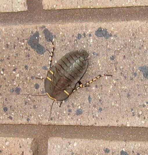 Female native cockroach on house wall