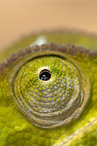 Eye of the chameleon