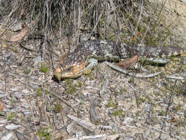 Bobtails were enjoying the spring weather too!