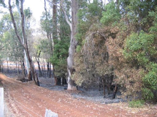 burnt_bush_block_small