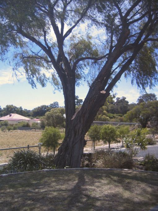 Peppermint tree after its trim