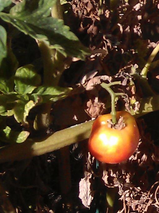 The best tomato I could grow
