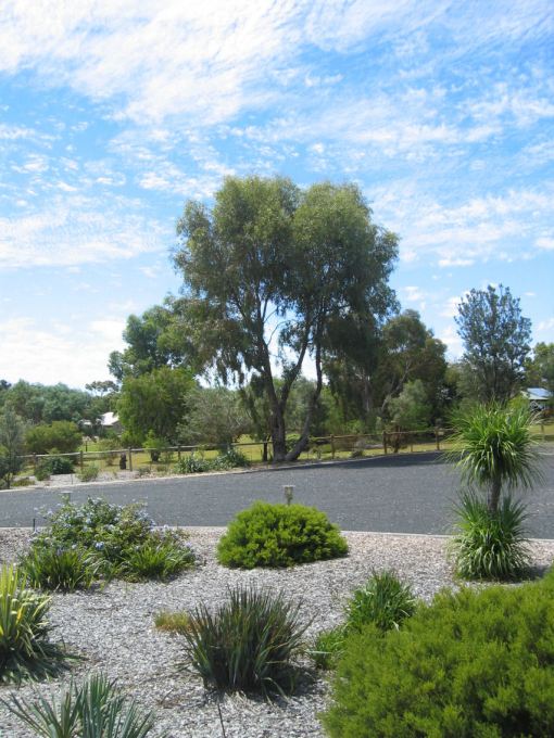 Tuart tree after its trim