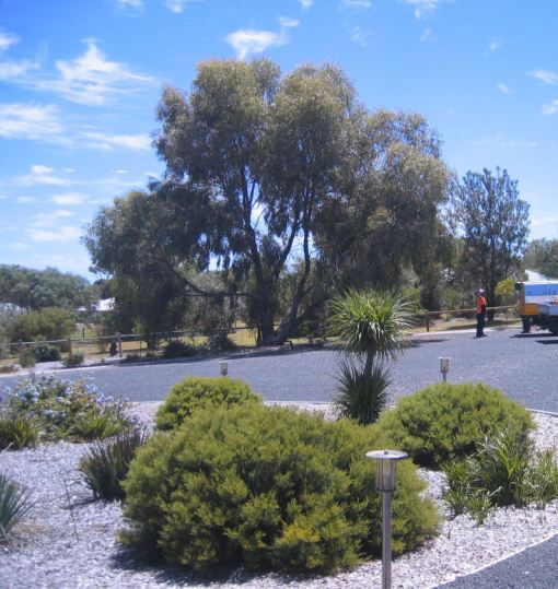Tuart tree before its trim