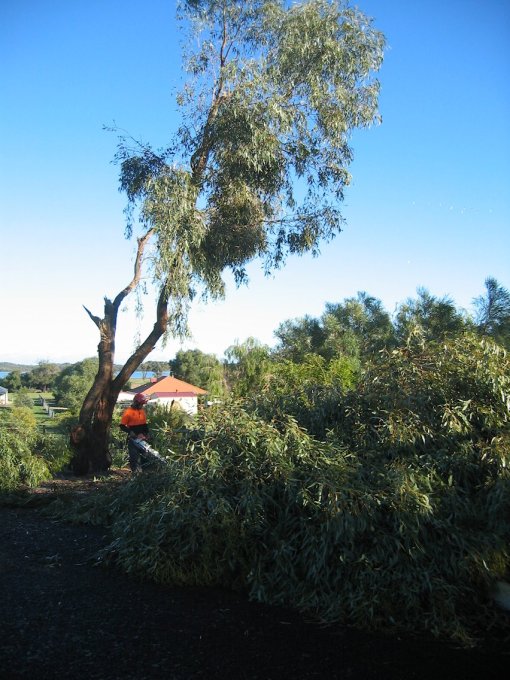 Tuart tree after the storm