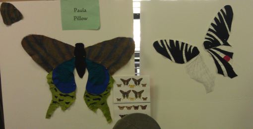 Paula's butterflies