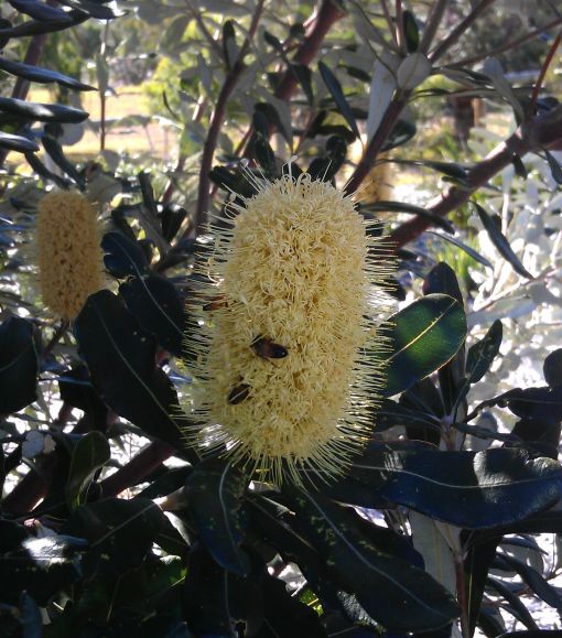 banksias04