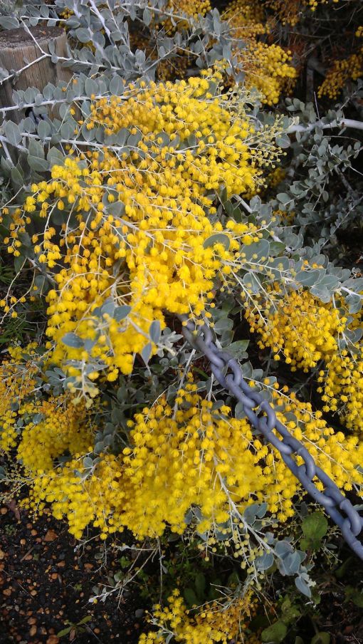 wattle02