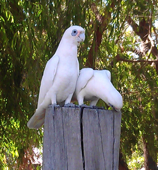 corellas03