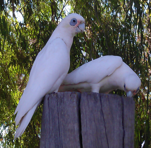 corellas07
