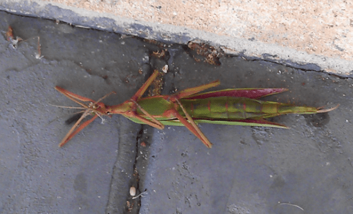 stick_insect01