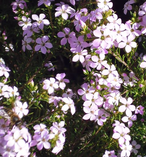 diosma01