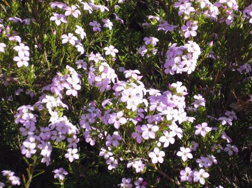 diosma02