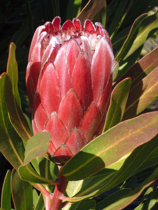 king_protea02