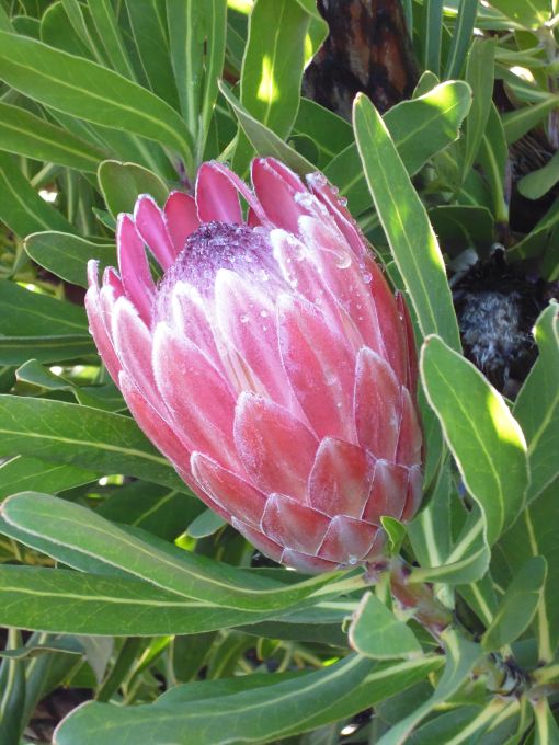 king_protea04
