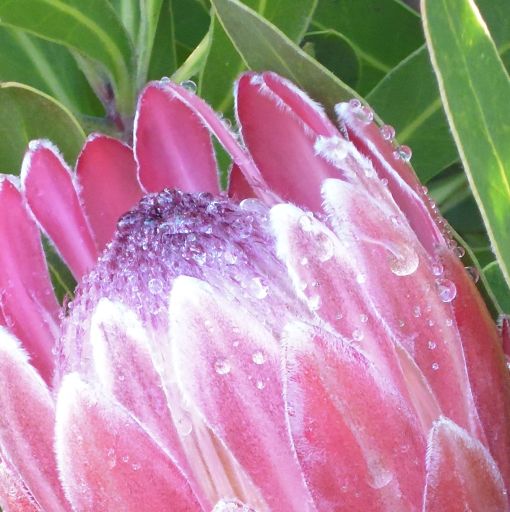 king_protea05