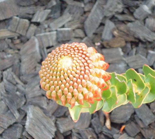 protea02