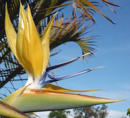 strelitzia_yellow02
