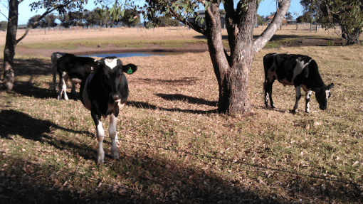 local_cattle03