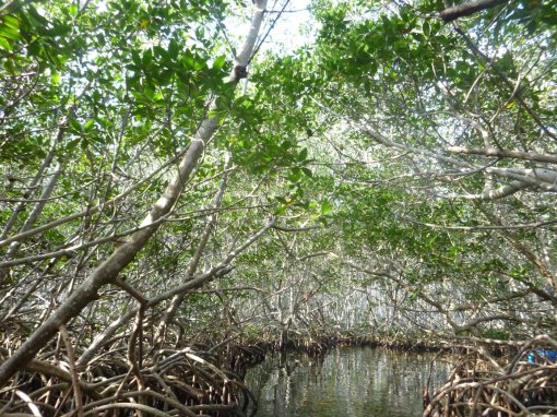 I thought I heard banjos...