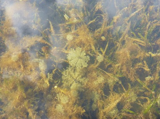 Cassiopeia jellyfish look like small flowers when they are upside down