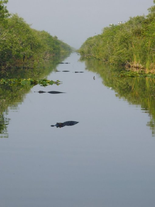 Wall to wall alligators