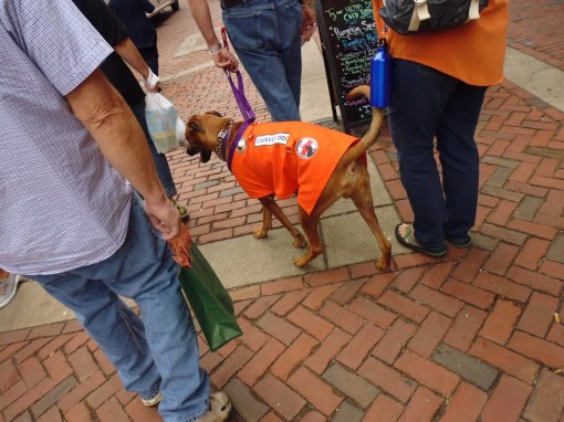 I'm sure this was a joke playing on the macabre theme of the Salem's October, but to dress a dog in a 'cadaver dog' vest just seemed really wrong to me. Real cadaver dogs are working dogs with a terrible purpose, so to do this in jest was just wrong.