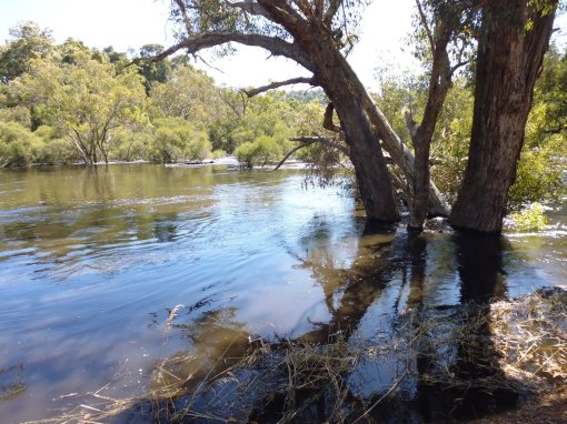 Blackwood River at the bottom of Greys Hill Rd, Bridgetown (19 Feb 2017)