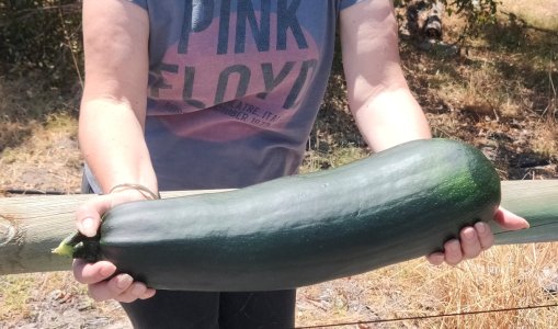 A very big zucchini being held by my neighbour